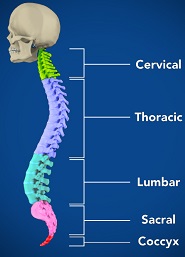 Lumbar Spine Anatomy